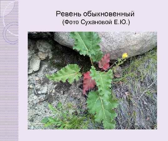 Ревень обыкновенный (Фото Сухановой Е. Ю. ) 