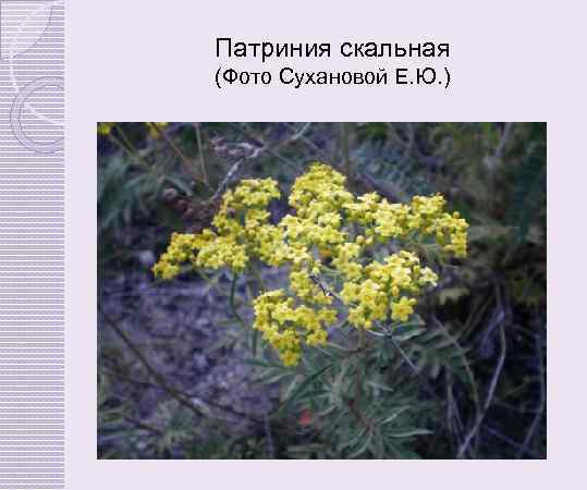 Патриния скальная (Фото Сухановой Е. Ю. ) 