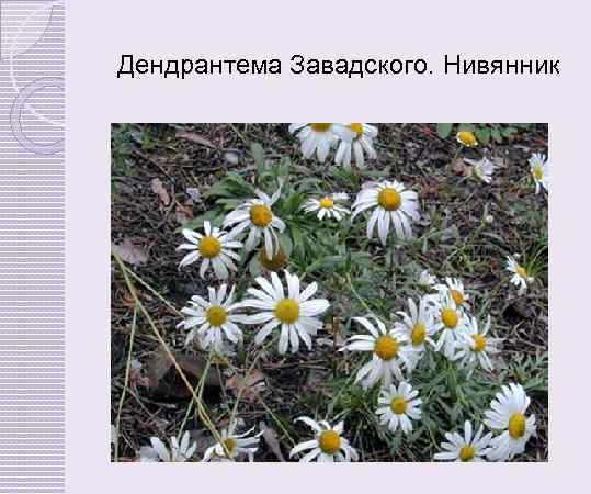 Дендрантема Завадского. Нивянник 