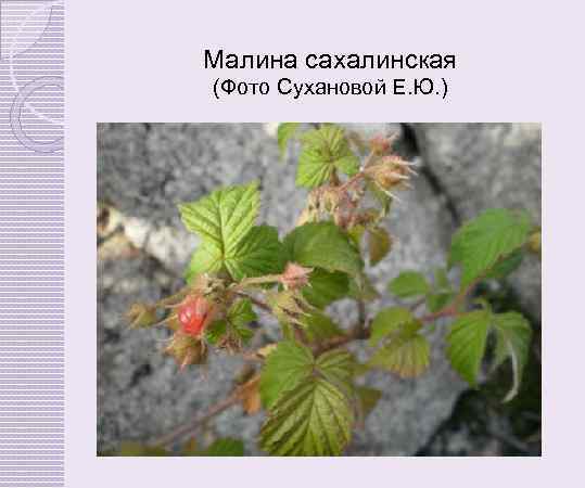 Малина сахалинская (Фото Сухановой Е. Ю. ) 