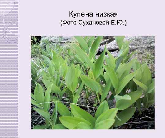 Купена низкая (Фото Сухановой Е. Ю. ) 