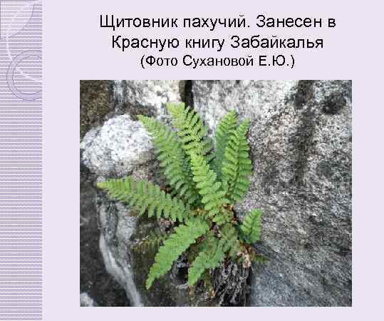 Щитовник пахучий. Занесен в Красную книгу Забайкалья (Фото Сухановой Е. Ю. ) 