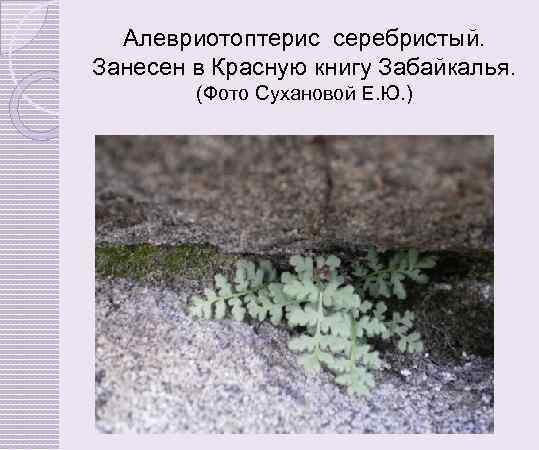 Алевриотоптерис серебристый. Занесен в Красную книгу Забайкалья. (Фото Сухановой Е. Ю. ) 