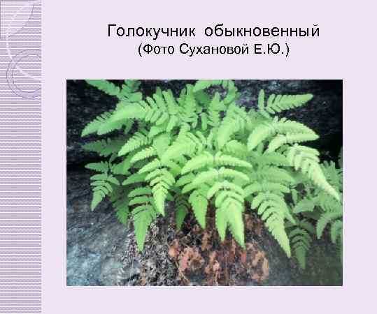 Голокучник обыкновенный (Фото Сухановой Е. Ю. ) 