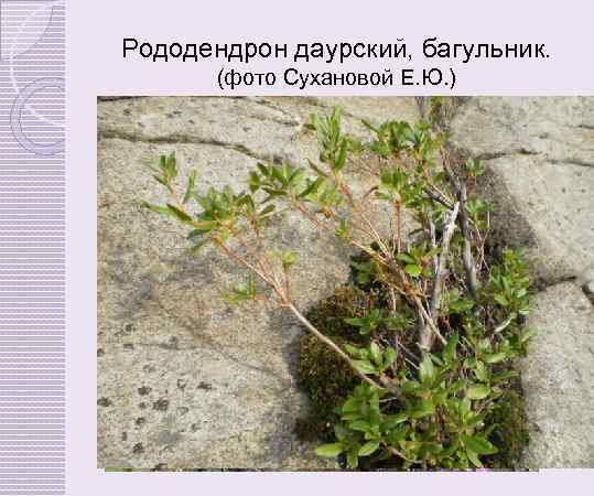 Рододендрон даурский, багульник. (фото Сухановой Е. Ю. ) 