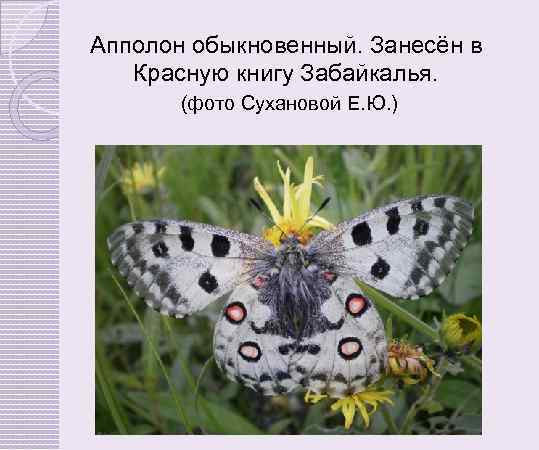 Апполон обыкновенный. Занесён в Красную книгу Забайкалья. (фото Сухановой Е. Ю. ) 