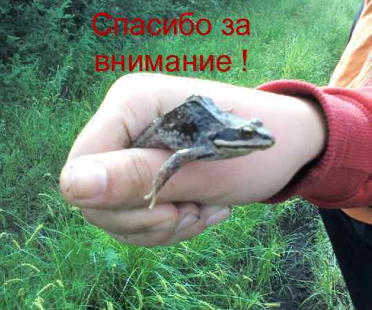 Спасибо за внимание ! 