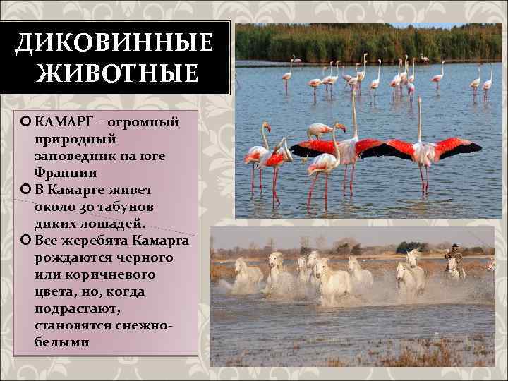 ДИКОВИННЫЕ ЖИВОТНЫЕ КАМАРГ – огромный природный заповедник на юге Франции В Камарге живет около