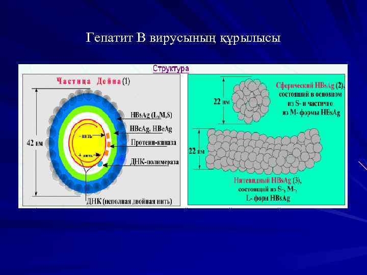 Гепатит В вирусының құрылысы 