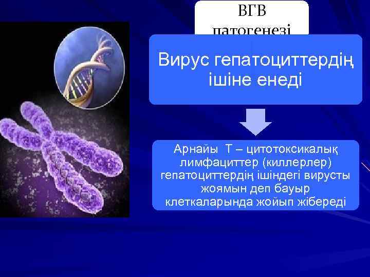 ВГВ патогенезі Вирус гепатоциттердің ішіне енеді Арнайы Т – цитотоксикалық лимфациттер (киллерлер) гепатоциттердің ішіндегі