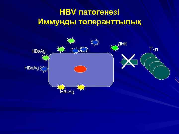 HBV патогенезі Иммунды толеранттылық ДНК HBs. Ag HBe. Ag HBc. Ag Т-л 