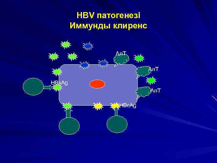 HBV патогенезі Иммунды клиренс Ал. Т HBs. Ag Ал. Т HBc. Ag 