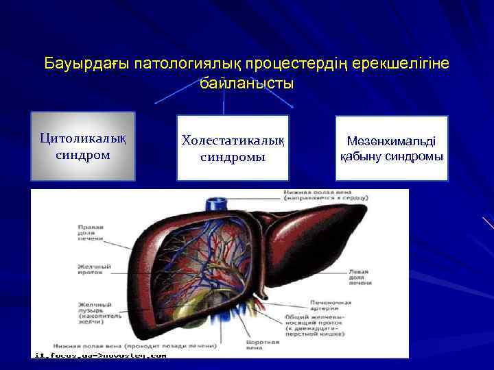 Бауырдағы патологиялық процестердің ерекшелігіне байланысты Цитоликалық синдром Холестатикалық синдромы Мезенхимальді қабыну синдромы 