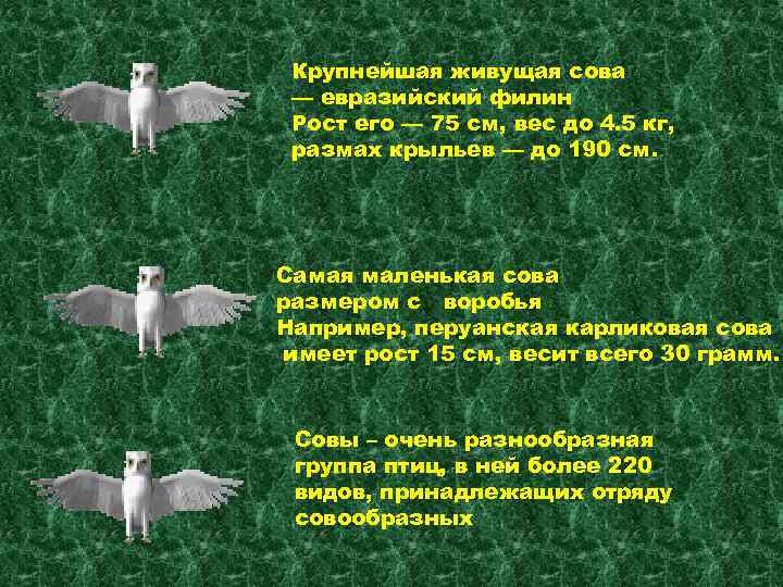 Крупнейшая живущая сова — евразийский филин Рост его — 75 см, вес до 4.