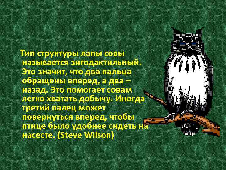 Тип структуры лапы совы называется зигодактильный. Это значит, что два пальца обращены вперед, а