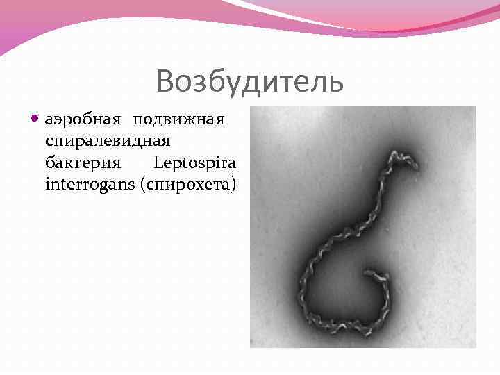 Возбудитель аэробная подвижная спиралевидная бактерия Leptospira interrogans (спирохета) 