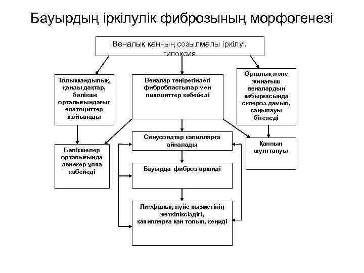 Бауырдың іркілулік фиброзының морфогенезі Веналық қанның созылмалы іркілуі, гипоксия Толыққандылық, қанды дақтар, бөлікше орталығындағыг