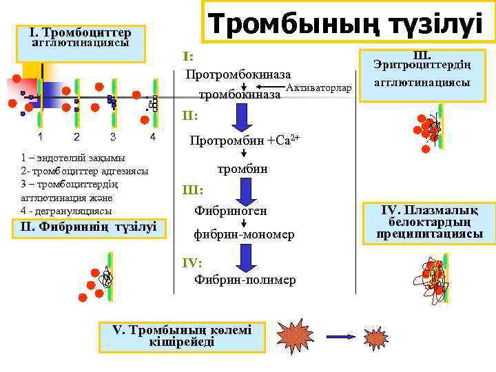 Тромбының түзілуі I. Тромбоциттер агглютинациясы . . 1 2 . . . 3 4