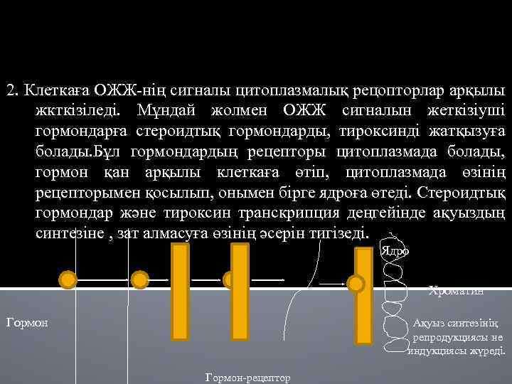 2. Клеткаға ОЖЖ-нің сигналы цитоплазмалық рецопторлар арқылы жкткізіледі. Мұндай жолмен ОЖЖ сигналын жеткізіуші гормондарға