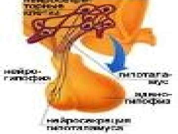 Тақырыбы: ГОРМОНДАР 