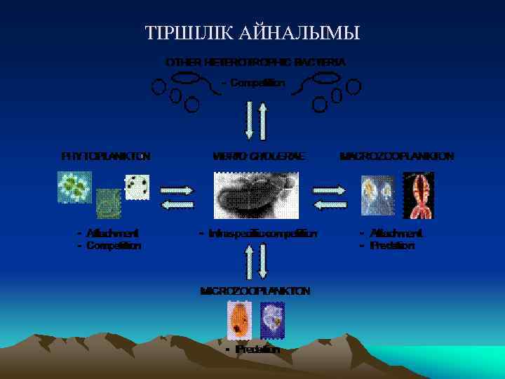 ТІРШІЛІК АЙНАЛЫМЫ 