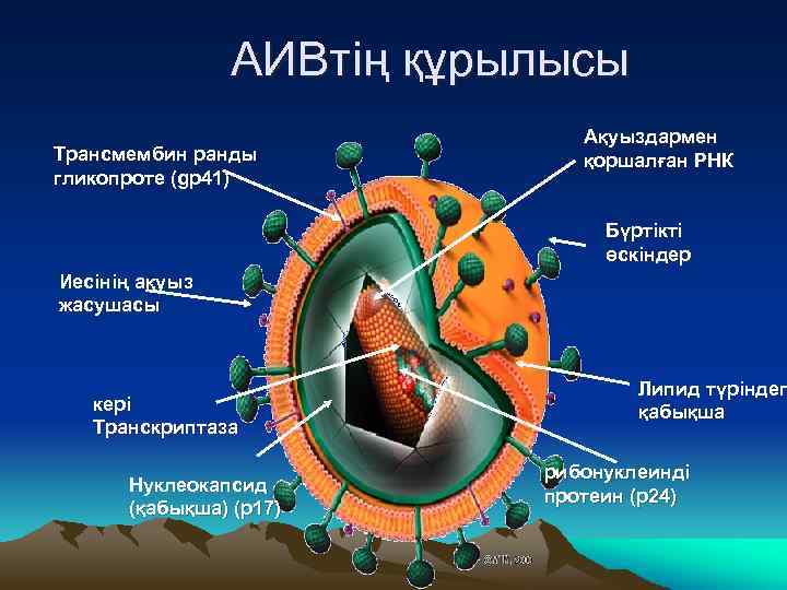 АИВтің құрылысы Трансмембин ранды гликопроте (gp 41) Ақуыздармен қоршалған РНК Бүртікті өскіндер Иесінің ақуыз