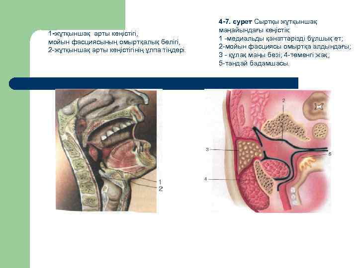 1 -жұтқыншақ арты кеңістігі, мойын фасциясының омыртқалық бөлігі, 2 -жұтқыншақ арты кеңістігінің ұлпа тіңдері.