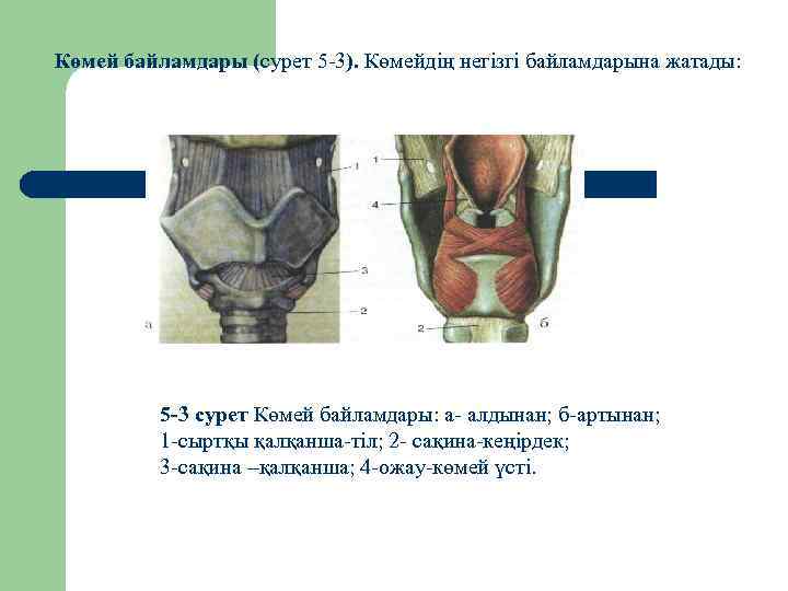 Көмей байламдары (сурет 5 -3). Көмейдің негізгі байламдарына жатады: 5 -3 сурет Көмей байламдары: