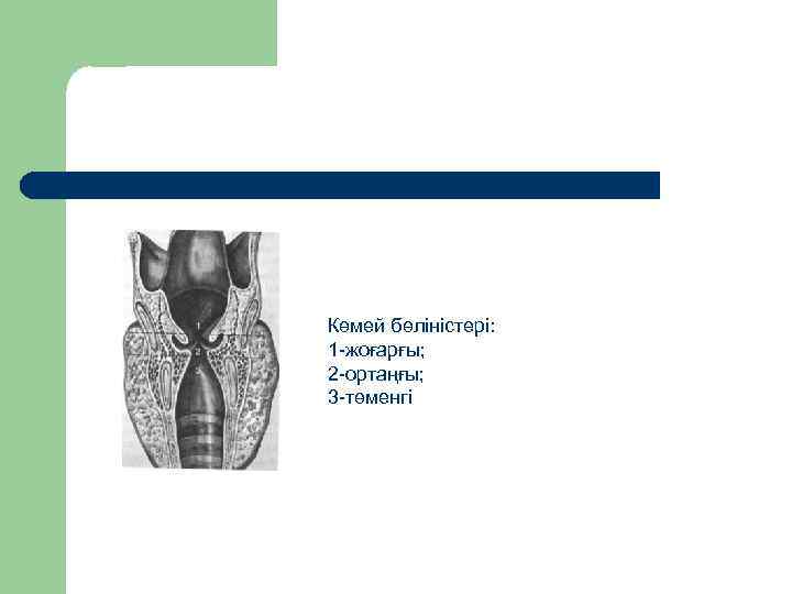 Көмей бөліністері: 1 -жоғарғы; 2 -ортаңғы; 3 -төменгі 