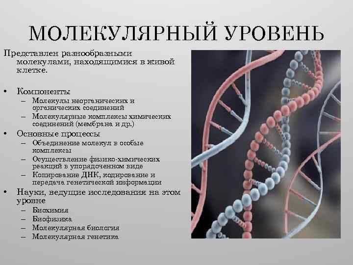 МОЛЕКУЛЯРНЫЙ УРОВЕНЬ Представлен разнообразными молекулами, находящимися в живой клетке. • Компоненты • Основные процессы