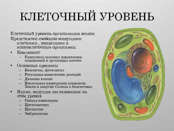 КЛЕТОЧНЫЙ УРОВЕНЬ Клеточный уровень организации жизни Представлен свободно живущими клетками , входящими в многоклеточные