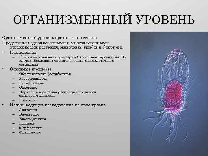 ОРГАНИЗМЕННЫЙ УРОВЕНЬ Организменный уровень организации жизни Представлен одноклеточными и многоклеточными организмами растений, животных, грибов