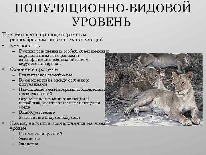 ПОПУЛЯЦИОННО-ВИДОВОЙ УРОВЕНЬ Представлен в природе огромным разнообразием видов и их популяций • Компоненты –