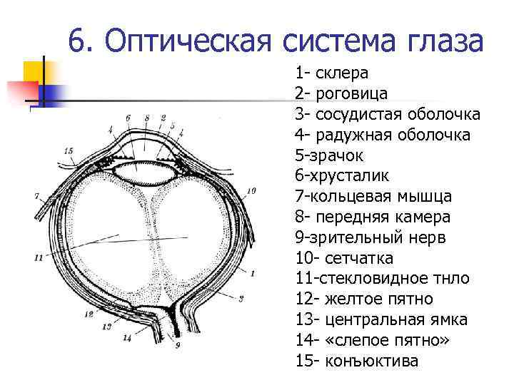 6. Оптическая система глаза 1 - склера 2 - роговица 3 - сосудистая оболочка