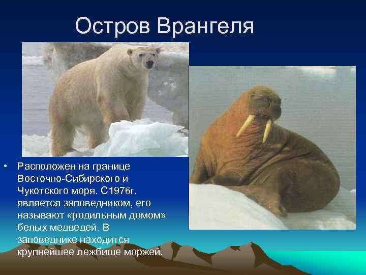Остров Врангеля • Расположен на границе Восточно-Сибирского и Чукотского моря. С 1976 г. является