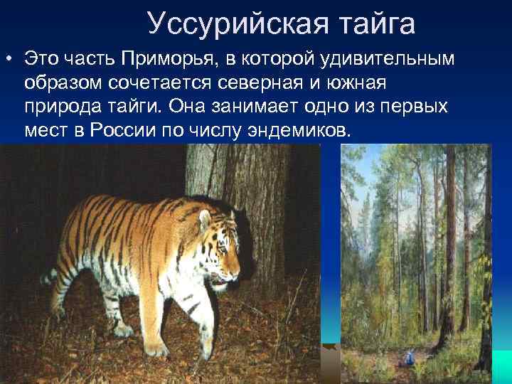Уссурийская тайга • Это часть Приморья, в которой удивительным образом сочетается северная и южная