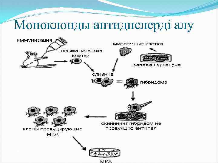 Моноклонды антиднелерді алу 