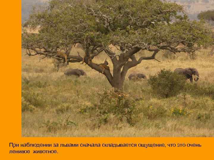 При наблюдении за львами сначала складывается ощущение, что это очень ленивое животное. 