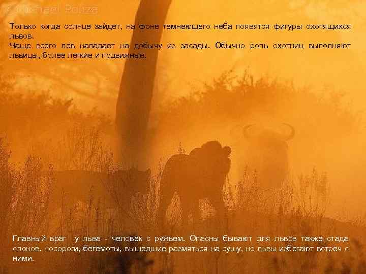 Только когда солнце зайдет, на фоне темнеющего неба появятся фигуры охотящихся львов. Чаще всего