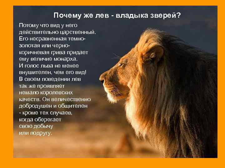 Почему же лев - владыка зверей? Потому что вид у него действительно царственный. Его