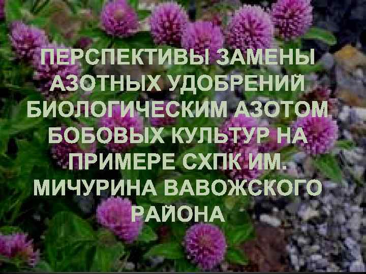 ПЕРСПЕКТИВЫ ЗАМЕНЫ АЗОТНЫХ УДОБРЕНИЙ БИОЛОГИЧЕСКИМ АЗОТОМ БОБОВЫХ КУЛЬТУР НА ПРИМЕРЕ СХПК ИМ. МИЧУРИНА ВАВОЖСКОГО