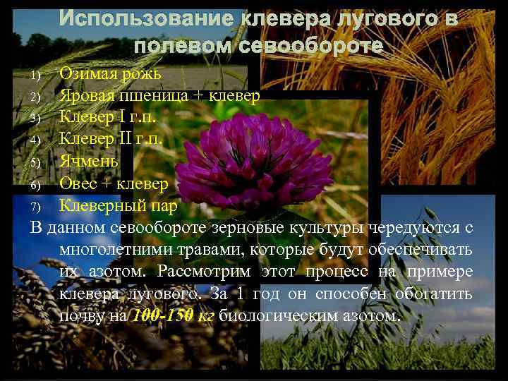Использование клевера лугового в полевом севообороте Озимая рожь 2) Яровая пшеница + клевер 3)