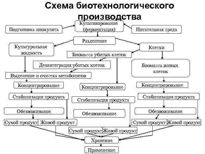 Схема биотехнологического производства Культивирование (ферментация) Подготовка инокулята Питательная среда Разделение Культуральная жидкость Клетки Биомасса