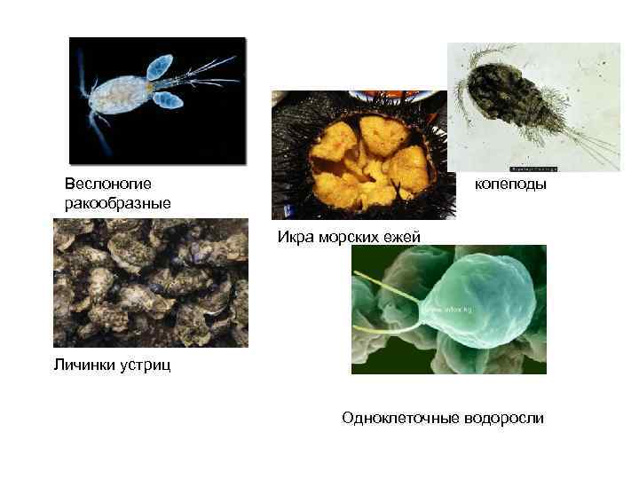 Веслоногие ракообразные копеподы Икра морских ежей Личинки устриц Одноклеточные водоросли 