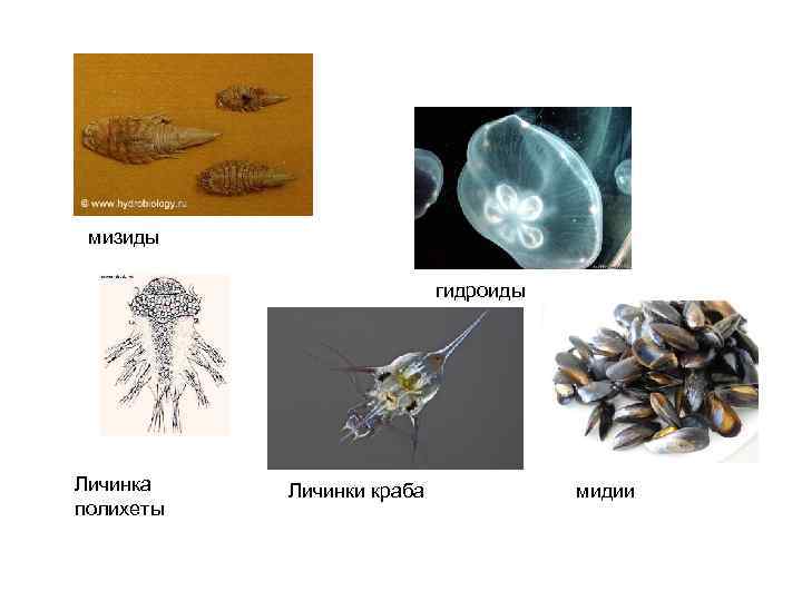 мизиды гидроиды Личинка полихеты Личинки краба мидии 