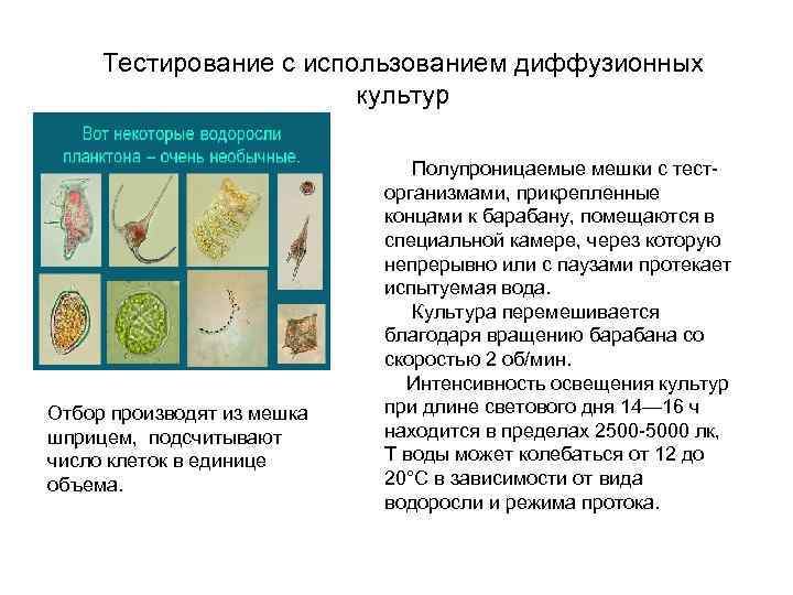 Тестирование с использованием диффузионных культур Отбор производят из мешка шприцем, подсчитывают число клеток в