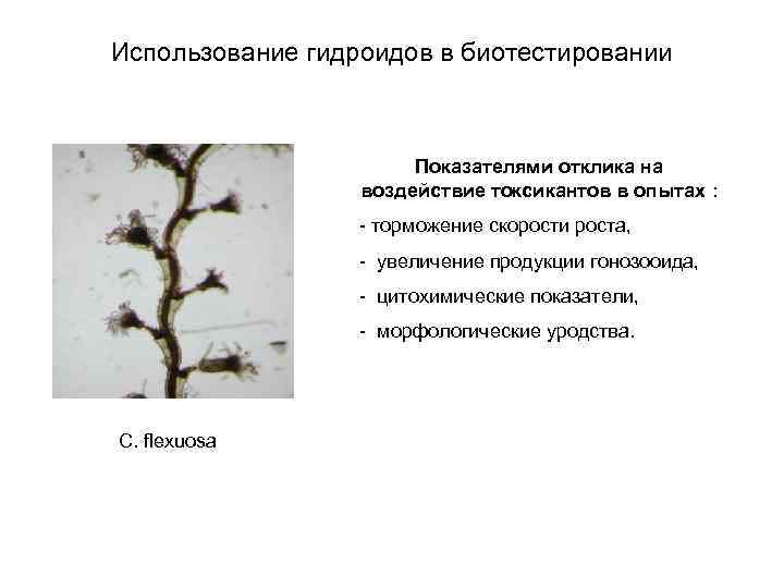Использование гидроидов в биотестировании Показателями отклика на воздействие токсикантов в опытах : - торможение