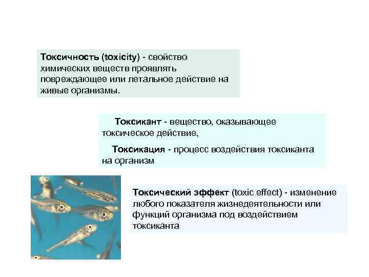 Токсичность (toxicity) - cвойство химических веществ проявлять повреждающее или летальное действие на живые организмы.