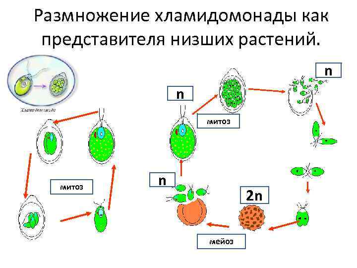 Выберите правильное изображение клетки хламидомонады на рисунках