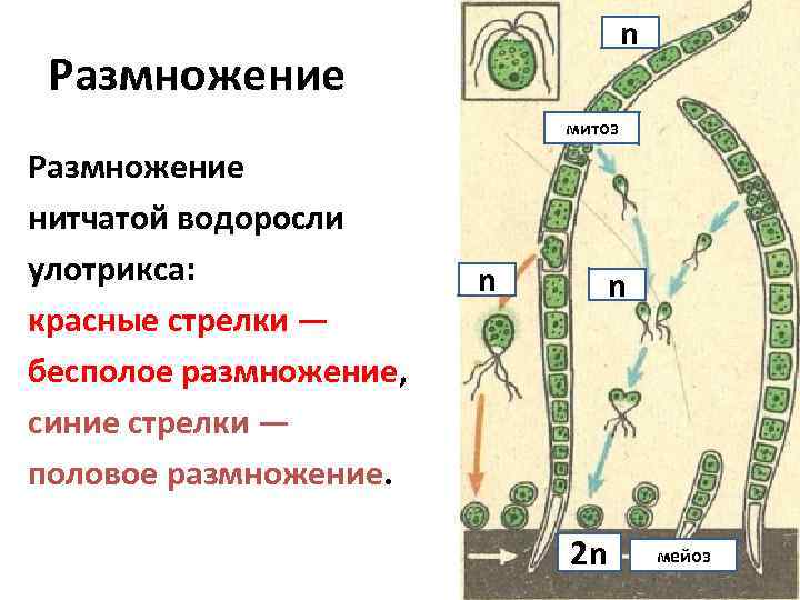 n Размножение митоз Размножение нитчатой водоросли улотрикса: красные стрелки — бесполое размножение, синие стрелки